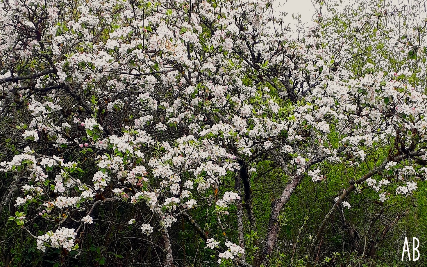 Obstbäume – Pflanzen & Pflegen